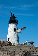 Wood Island Lighthouse is a Nesting Area for Seagulls